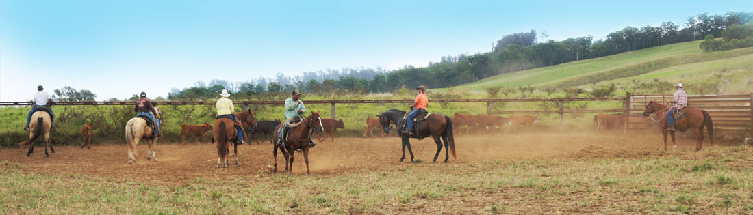 maui cattle ranching