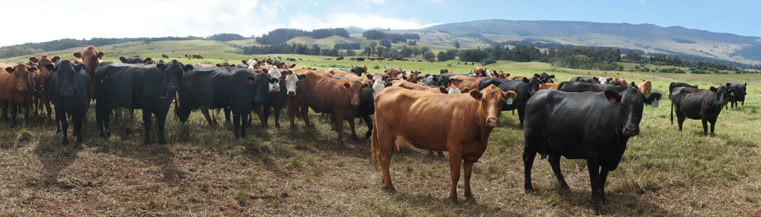 maui grass-fed beef