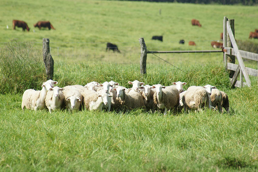 maui cattle ranching