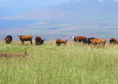 Haleakala Ranch Upcountry Maui