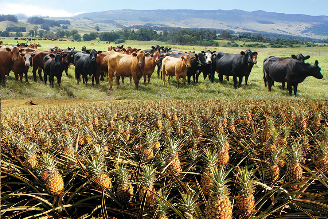 Haleakala Ranch Livestock Operation