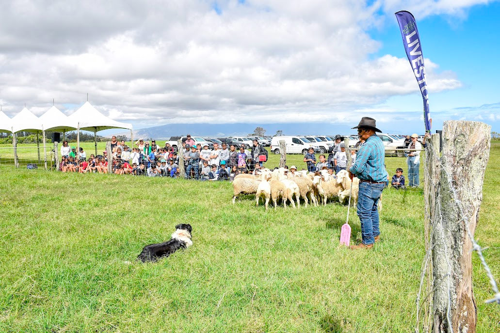 Everyone Loves Ag In the Classroom at Haleakalā Ranch