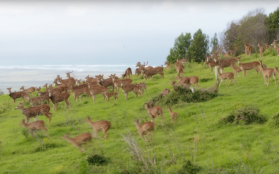 Hawai‘i’s Axis Deer – From invasive species to food source