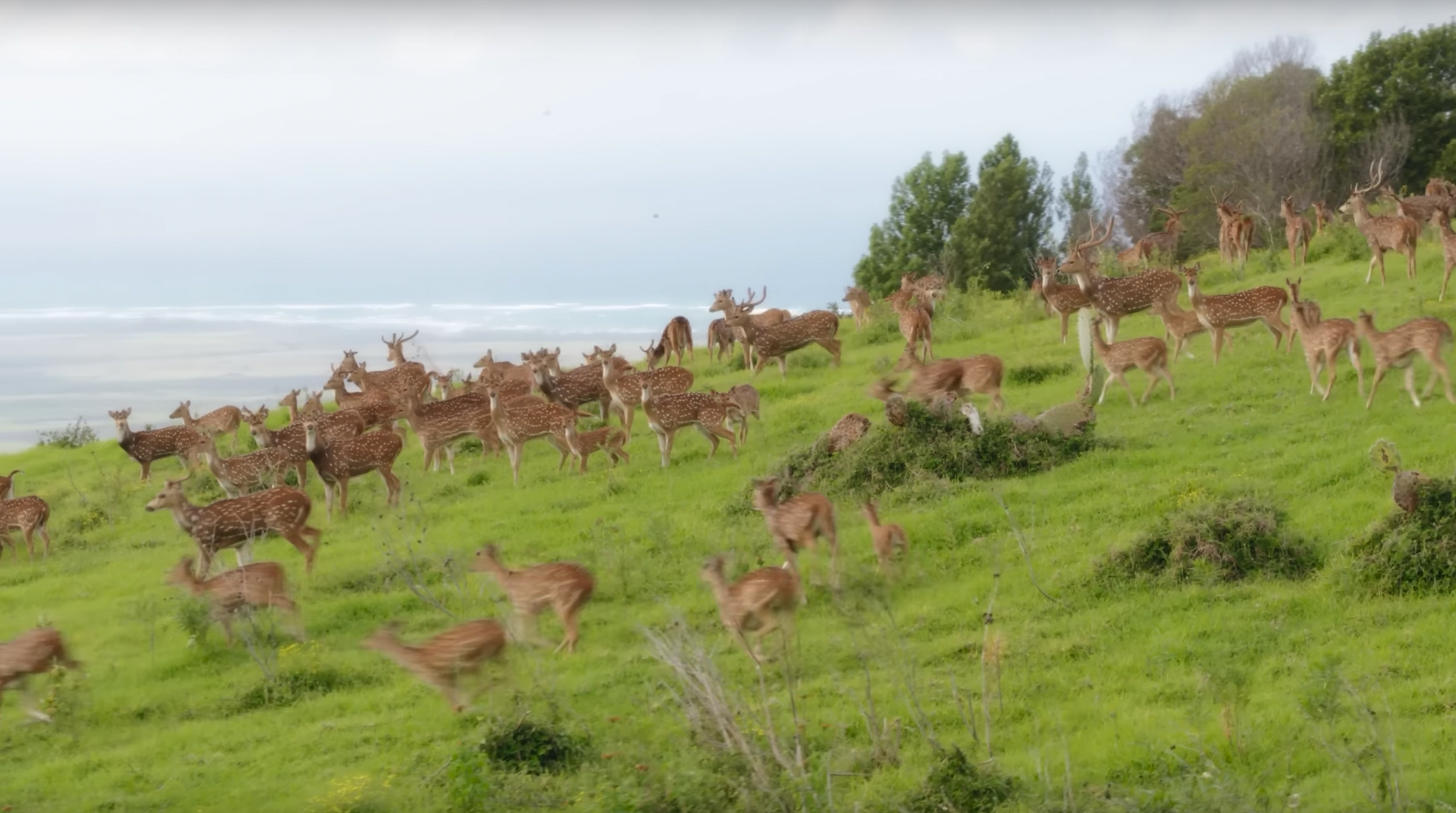 Hawaiʻiʻs Axis Deer - From invasive species to food source